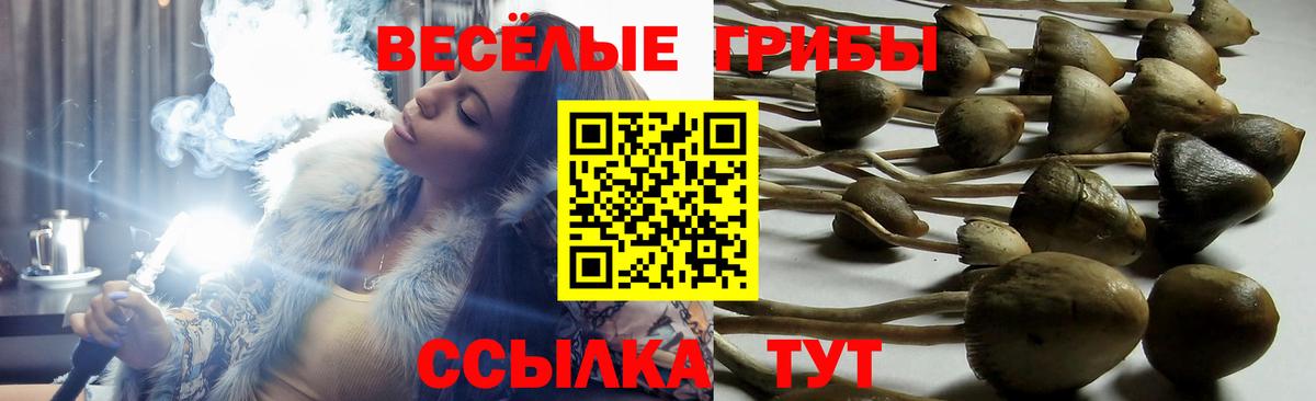 Дюртюли  Галлюциногенные грибы Cubensis  хочу   Вход с VPN 